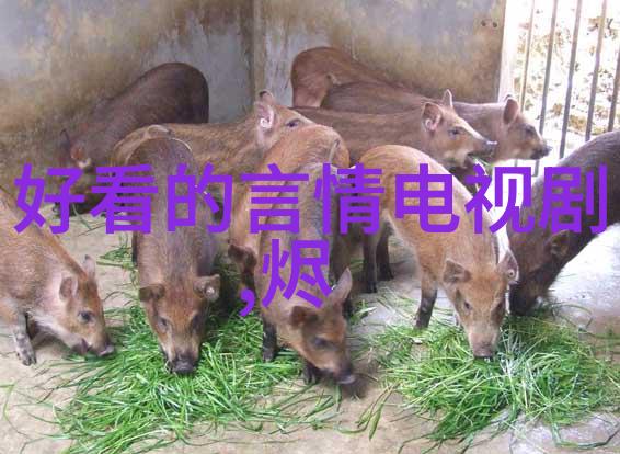 星光闪耀的小神兽明星们的秘密宠物世界