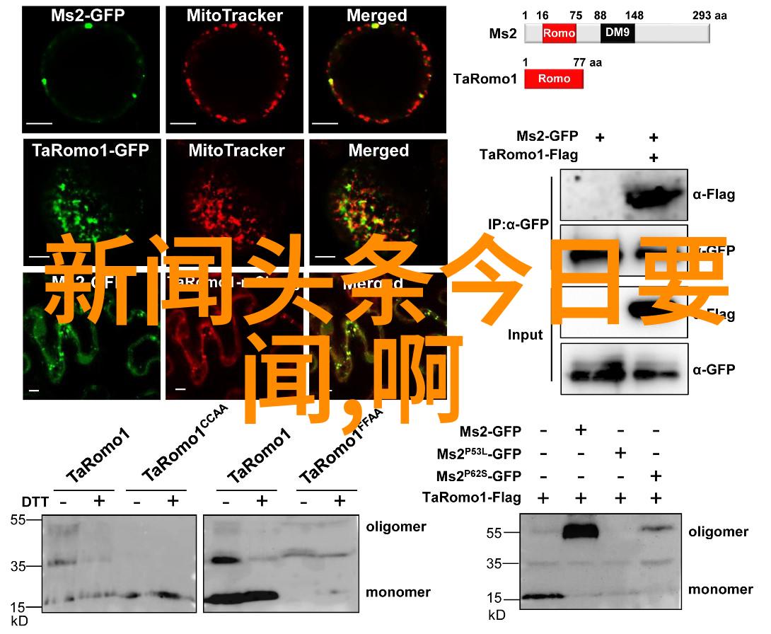 在这片广袤无垠的蓝色海洋深处隐藏着怎样的神秘生物