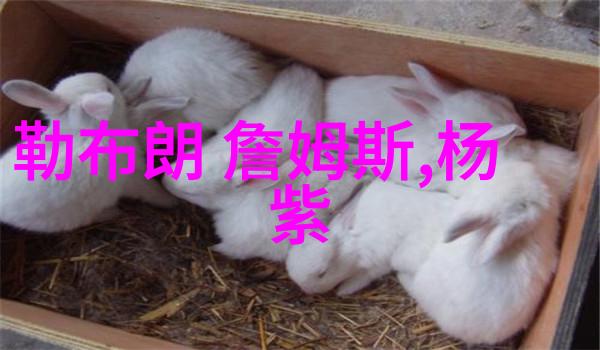 正大综艺独家披露黄圣依杨子恩爱互怼甜蜜对话背后的真相