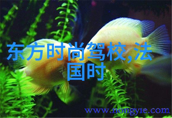深情旋律探索心灵深处的音乐之旅