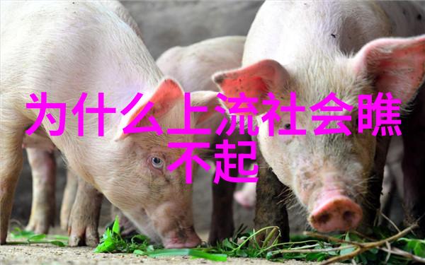 网红不倒翁小姐姐背后的秘密她叫什么名字为什么不会走红