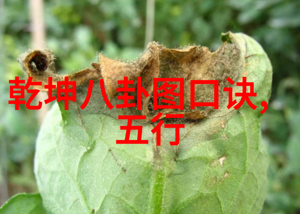 江苏综艺频道大冰小将周六预告张晓龙朱刚日尧莫小奇齐心协力求教小将
