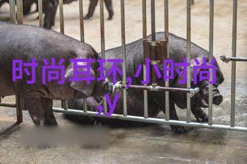 时尚先生优衣库赞扬德约科维奇的冠军风范澳网三连冠荣获时尚巨匠称号