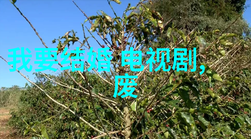 橄榄树一部描绘家族传奇与爱情纠葛的电视剧