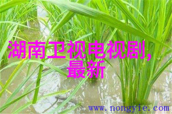 韩国娱乐圈我是如何在K-POP的狂欢中迷失自我的