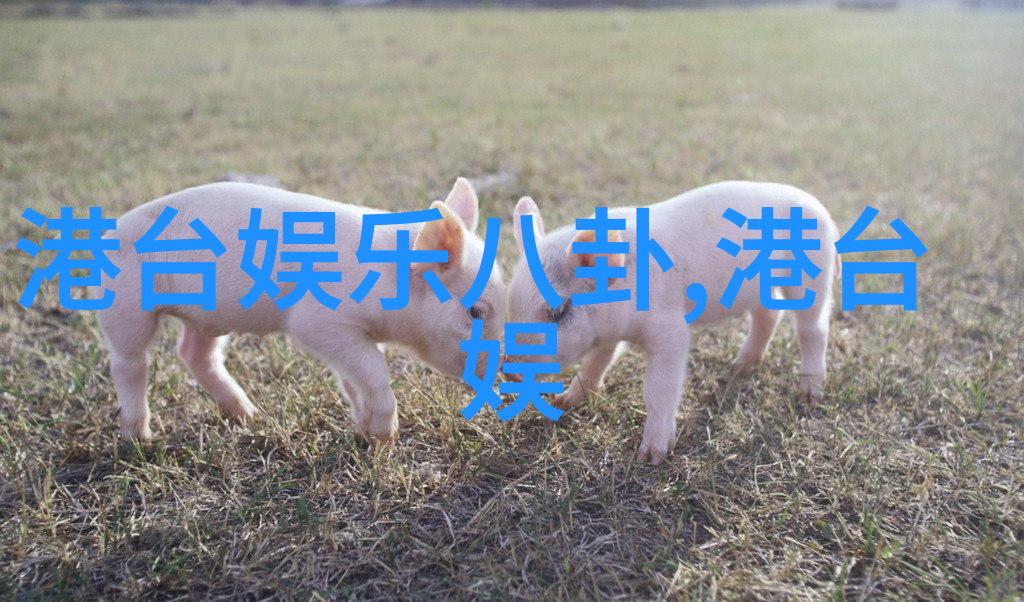从康熙来了到天才冲浪者台湾综艺的演变历程