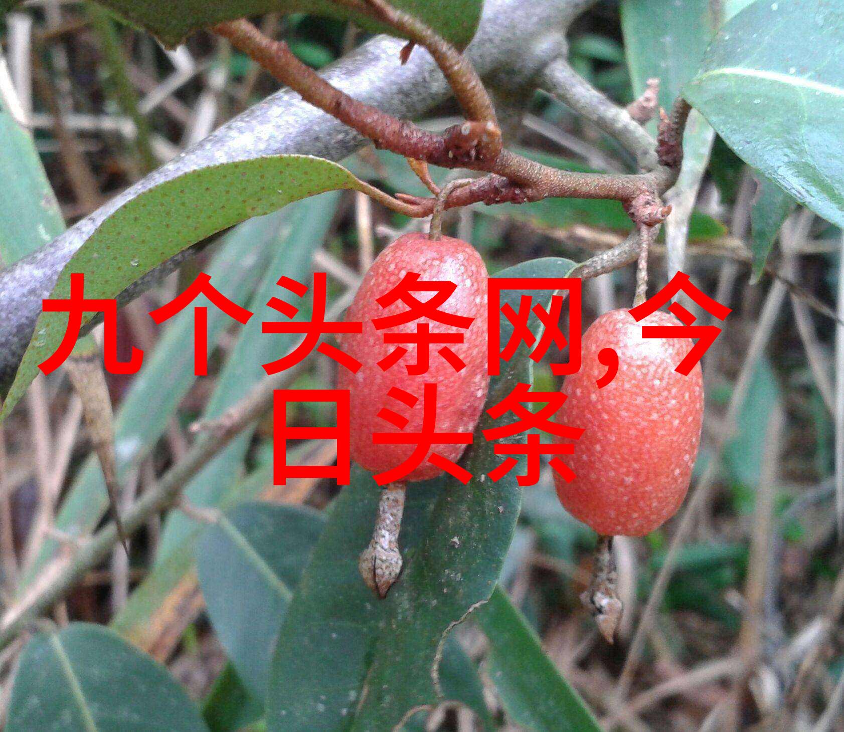 秦牛正威恋情否认双打五行八卦揭秘其作妖背后的真相