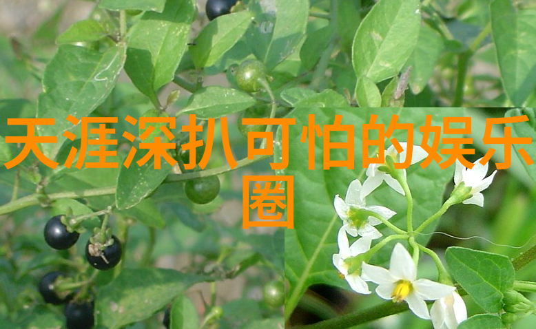 地球的面纱探索大陆的秘密与故事