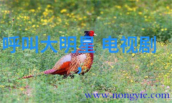 无心法师2电视剧中的文化融合与现代道教传承探究