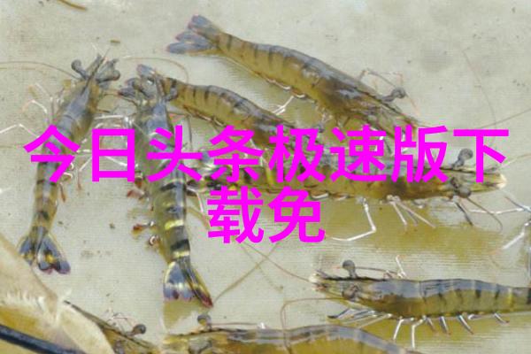 夜空中最亮的星酷狗音乐的无声诗篇