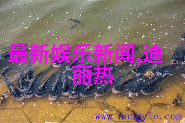 星光闪耀综艺盛典的魅力