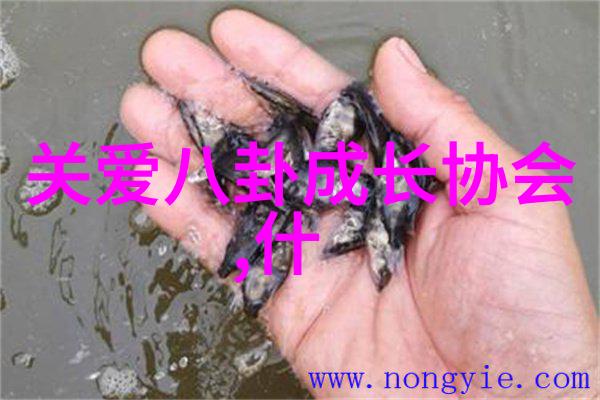 宋智雅与其伴侣的浪漫之旅他们如何在公众眼中维持关系