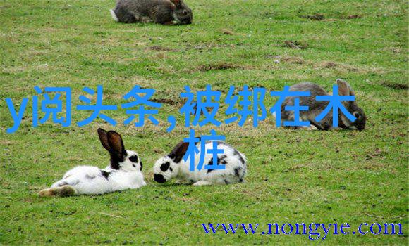 周华健成为中国好声音2023最值得期待的导师吗手机音乐下载免费版伴奏背后四大导师阵容定档