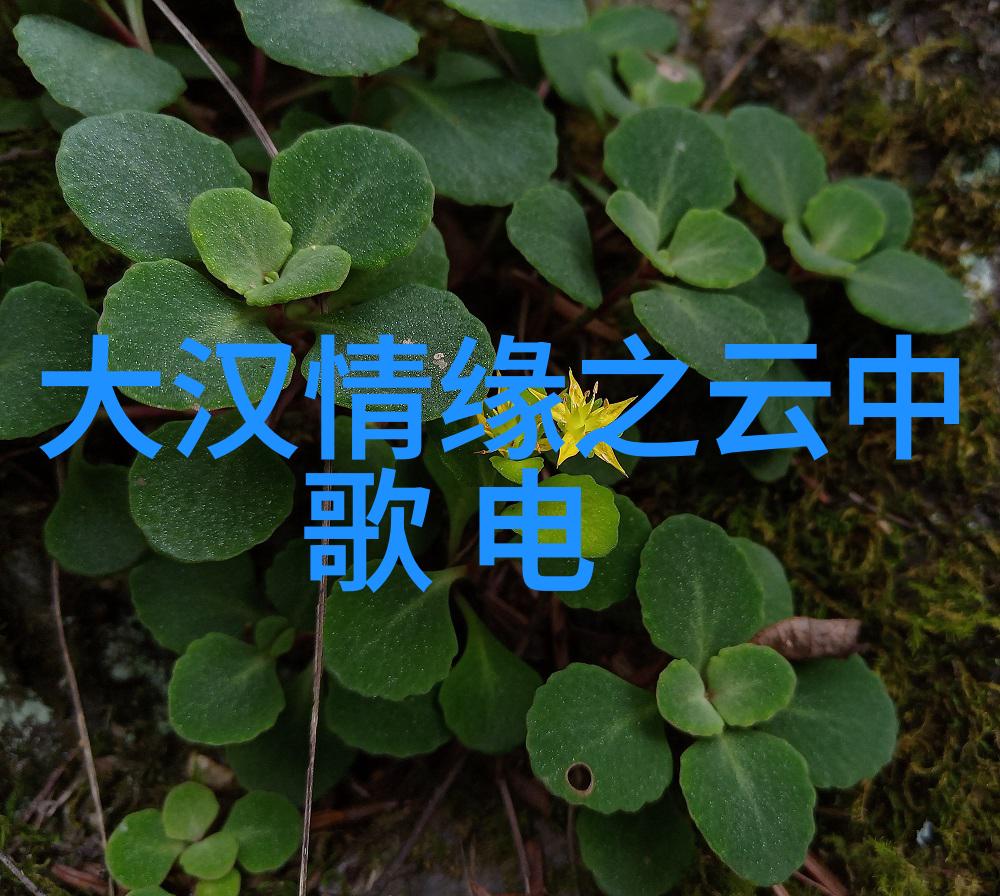 网红雪梨整容变美前后对比网红雪梨的惊人整容成果