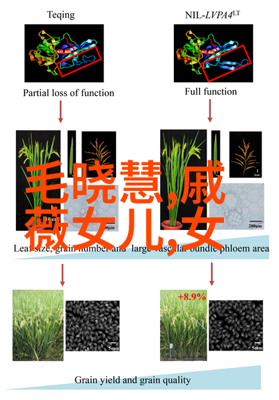 罡步口诀修炼指南如何快速入门后天八卦