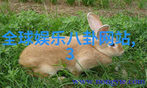 深层掩护伪装者们的阴影游戏