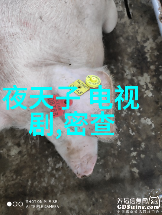 蔡子伊的故事从中国好声音到网红明星的璀璨之路
