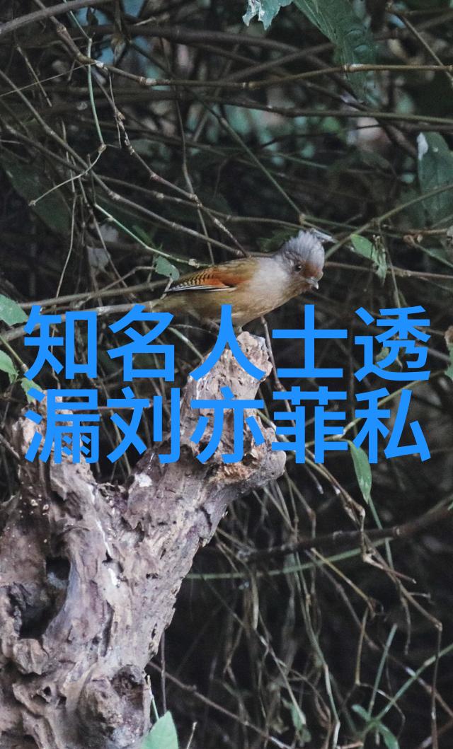 王梦溪bt王梦溪的音乐创作与bt文化