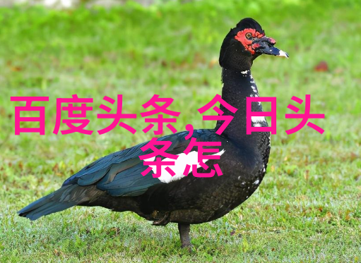 释永信老婆是释延洁吗他开光的女明星有没有杨澜探秘奇门遁甲入门知识