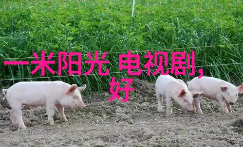 台湾人自称国名探究从中华民国到台湾与国际认同的双重奏鸣