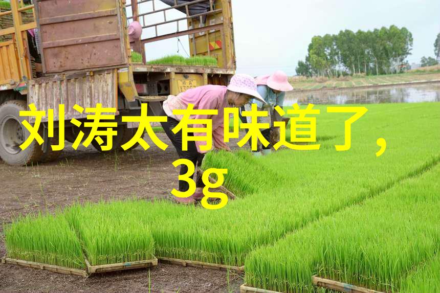 低端影视文化研究剖析边缘艺术的社会经济与审美意义