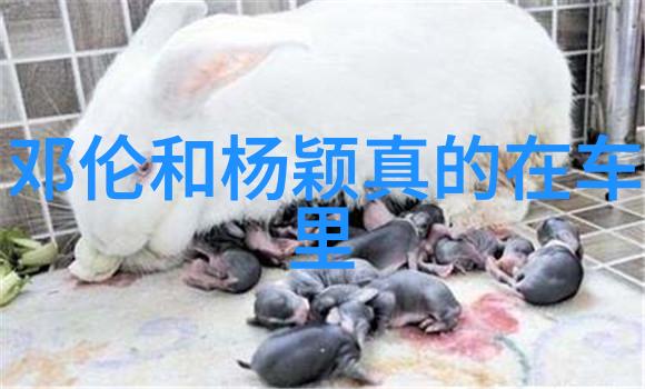 31岁何洁与25岁胡冰卿在牛牛影视的同台亮相体现出明显的年龄和身高差异