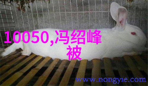 广东网红排名前二十-潮汕美食至尊揭秘广东网红榜前十名的魅力