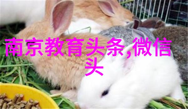 爸爸去哪 - 爸爸出行记 探秘背后的故事