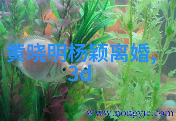 宠你一辈子香朵儿追忆与感恩的花香情篇