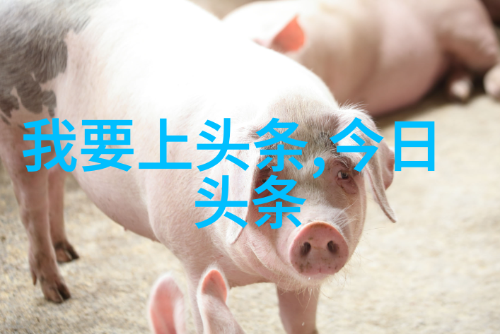镜中影追逐真实的碎片