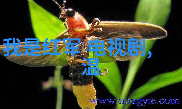 森林中的模特全棵女性艺术写真背后的故事