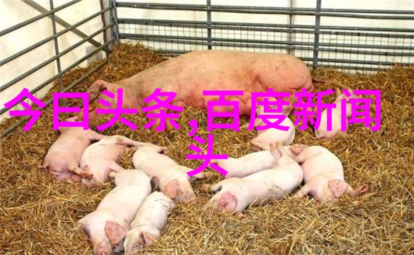 娱乐圈的目光我们离婚的舞台