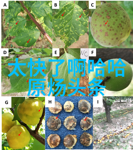 泡泡影视轻盈的梦想在云端飘扬