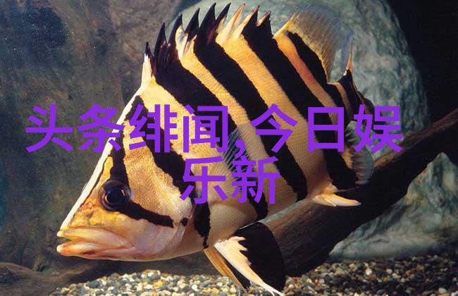 海南春晚6亿点击量爆红后天八卦秘密背后的真实人物故事