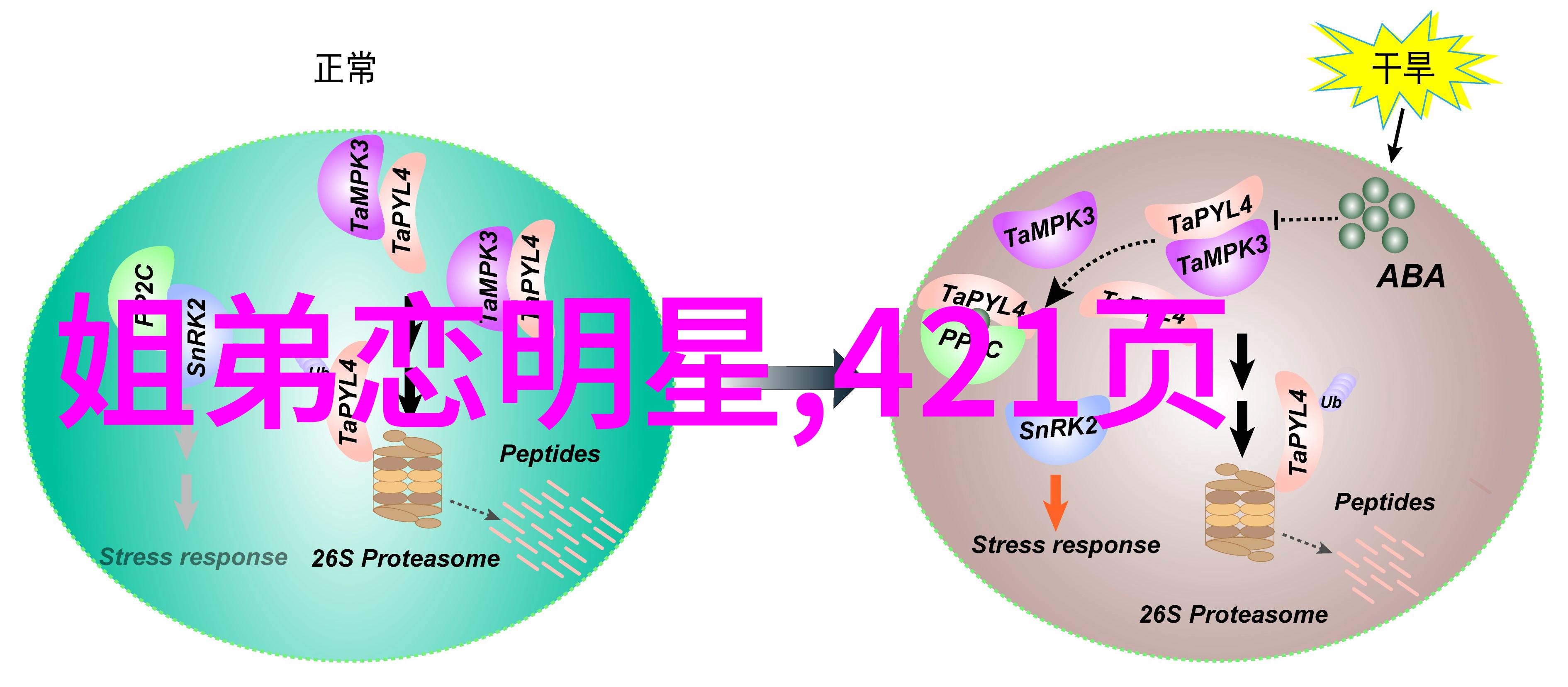 美妆博主-阿娇的妆艺如何用彩妆点亮每一天
