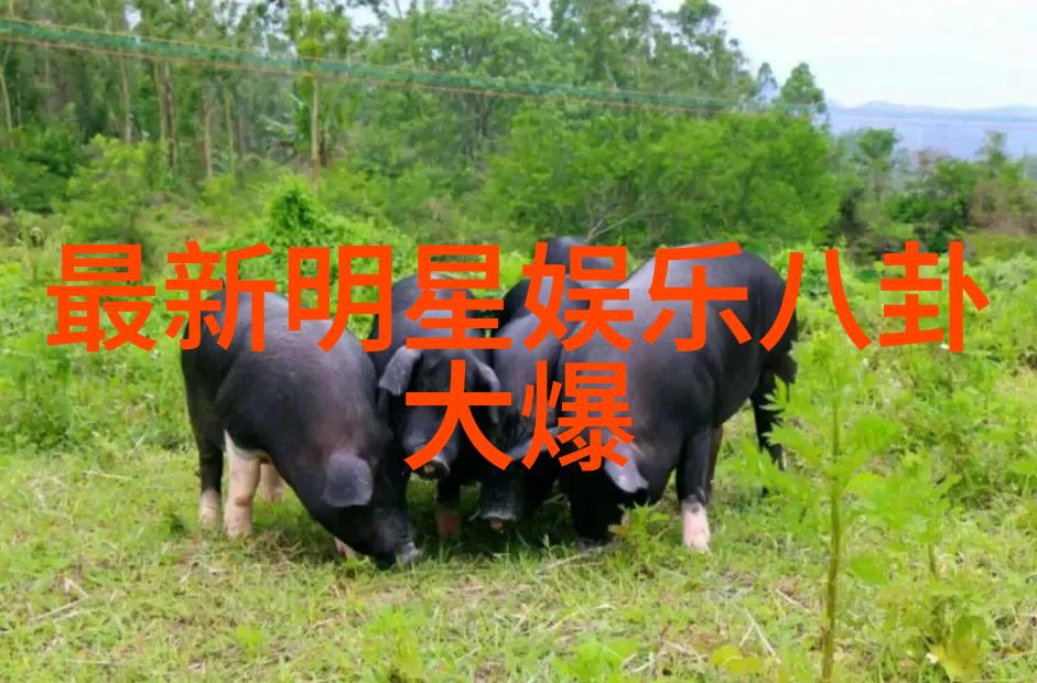 一觉醒来台湾省突然火了我是怎么发现自己竟然变成网红的
