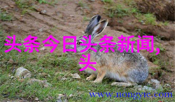 超越边界一首曲目两地传唱全免费音乐网站如何打破地域限制