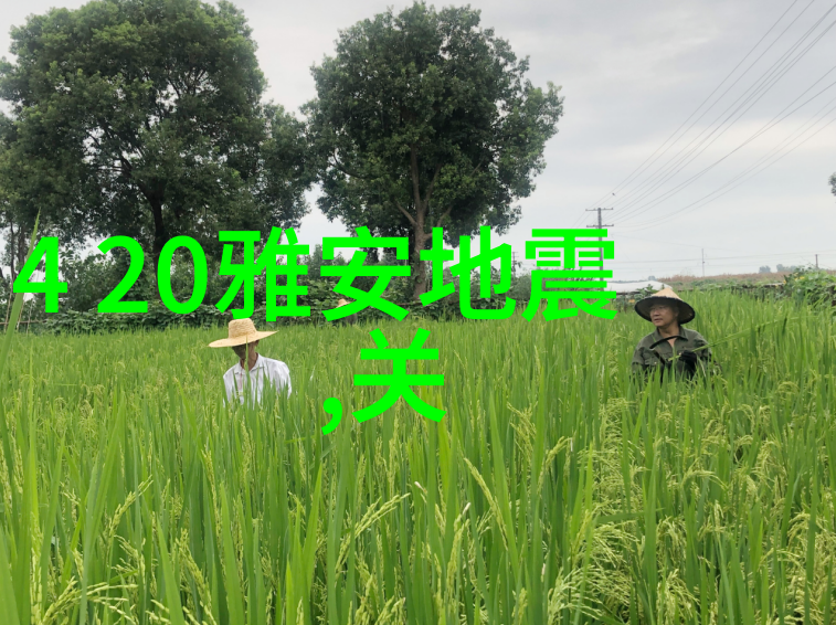 金子涵是美国国籍混血儿吗后天八卦图详解