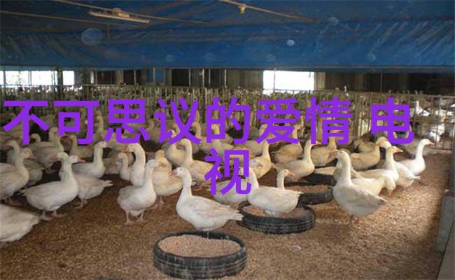 追逐梦想与爱情引路星的恋爱预约日记