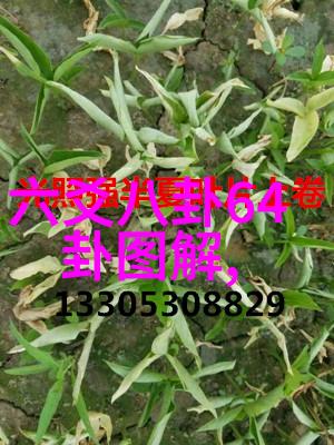 山东综艺频道探索青岛文化风情与当代娱乐动态
