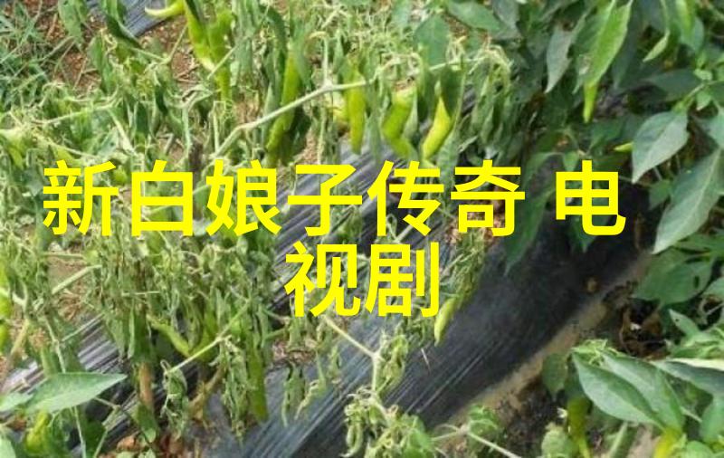 时尚婚纱摄影的艺术探索与魅力展现