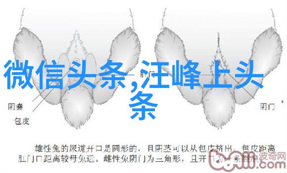 智慧碰撞跨国合集的欢笑与启示