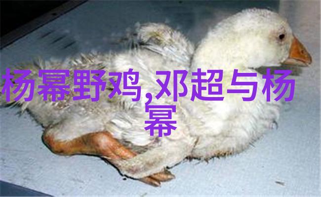 丝袜美女写真缱绻魅力与优雅风范