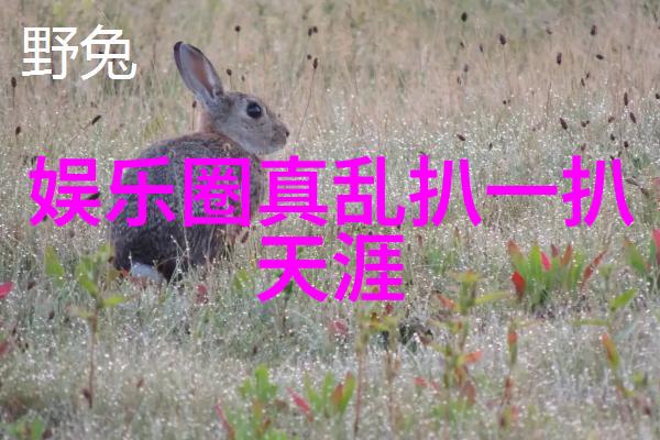 娱乐圈不仅仅是红毯与颁奖礼深度探究其文化意义