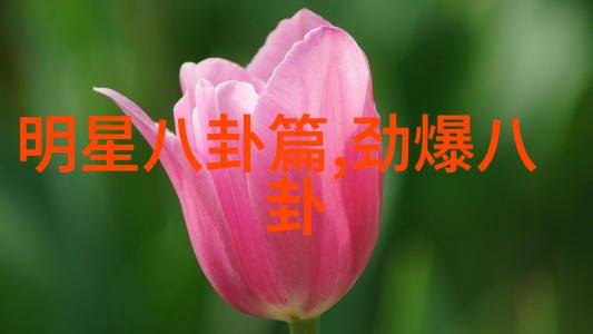网红时代的闪耀星辰追踪那些改变网络风尚的人物故事