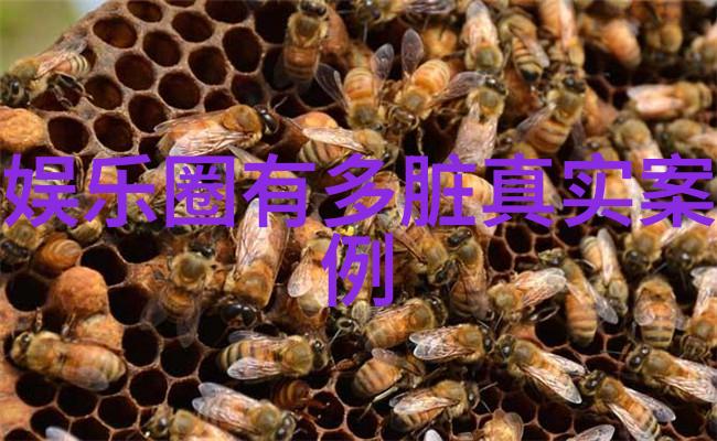 我们的美好生活综艺家庭共享亲子趣味健康饮食旅行探险