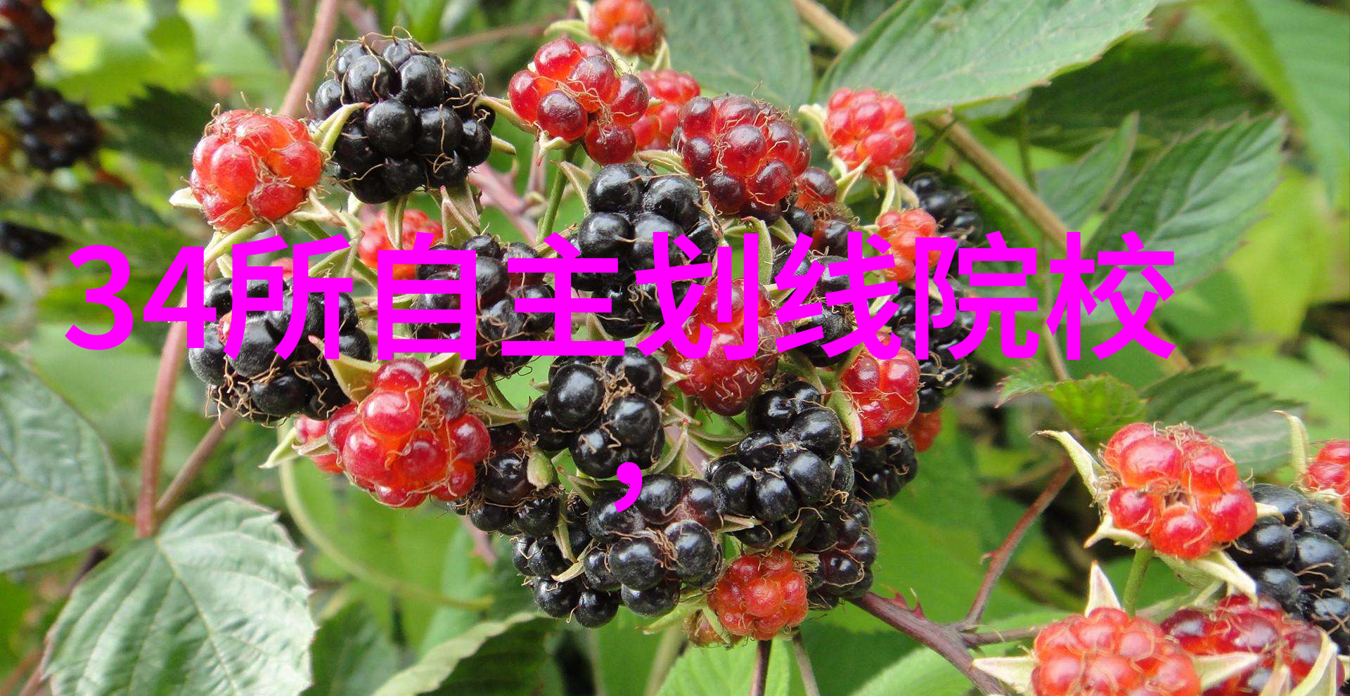 爱无国界跨国恋情中的同性明星故事