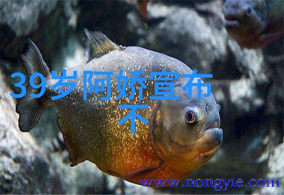 八卦图之谜揭秘正确的八卦配法与文化意义