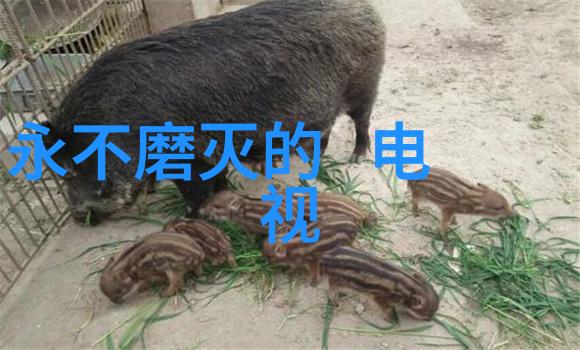 音符之舞免费倾听的旋律篇章