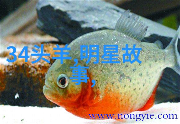 天蝎座与摩羯座一月出生的双重面貌